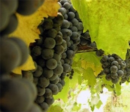 Compartiendo la innovación vitivinícola